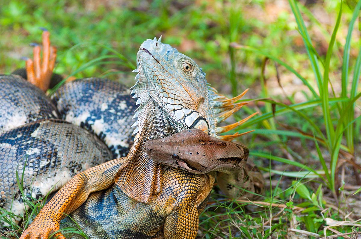 Boa_iguana_0008.jpg