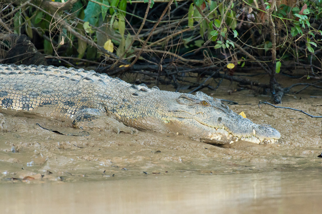 Large estuarine crocodile, Crocodylus porosus, resting on the riverbank of the Kinabatangan river, rainforest of Sabah, Borneo, Malaysia, Indochina, South East Asia.