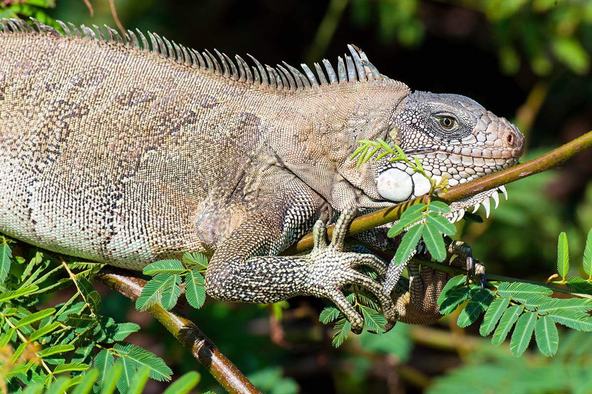 Green_iguana_2009_0005.jpg