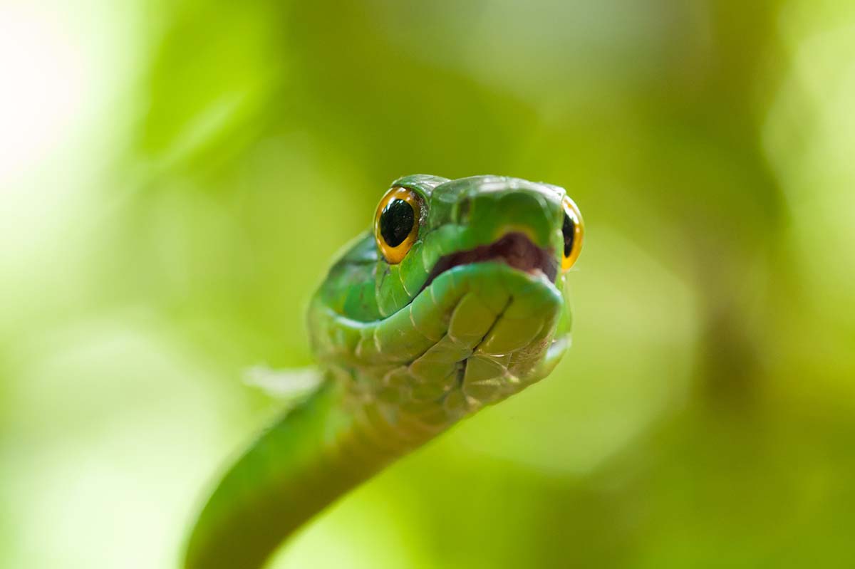 Green_tree_snake_2009_0001.jpg