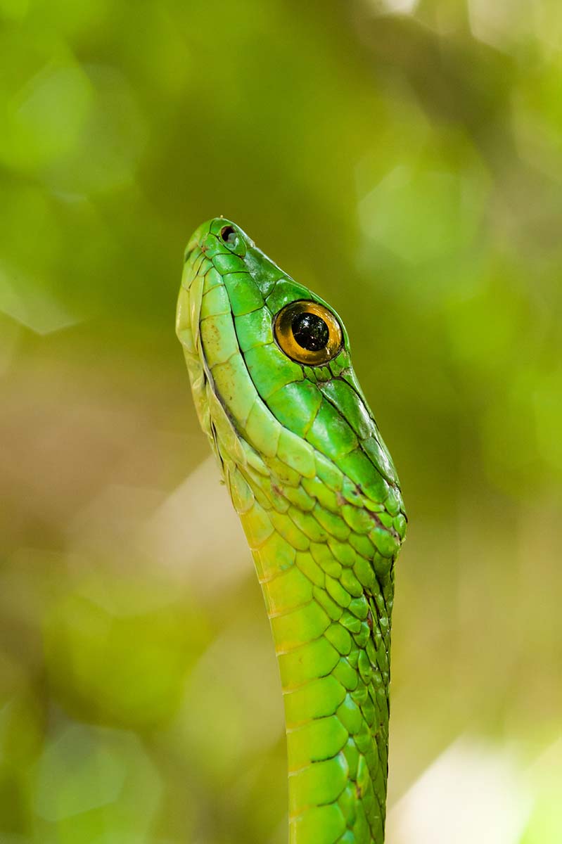 Green_tree_snake_2009_0007.jpg