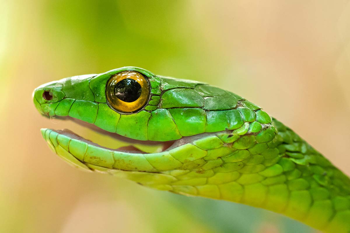 Green_tree_snake_2009_0013.jpg