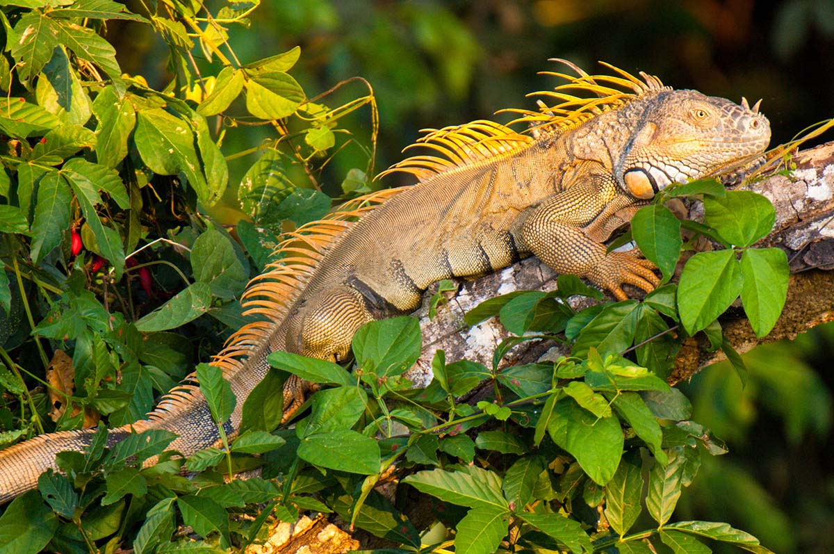 Iguana_2006_0002.jpg