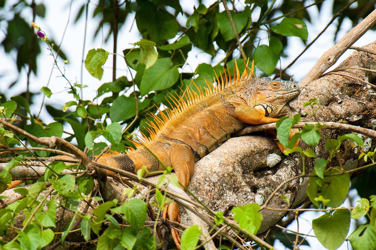 Iguana_2008_0017.jpg