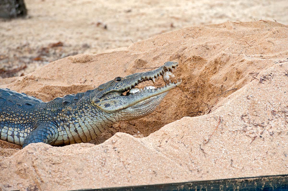 Morelet_crocodile_2011_0013.jpg