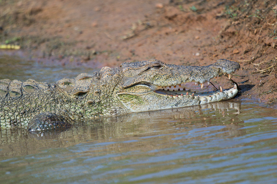 Mugger crocodile, Crocodylus palustris, enjoying the warmth at sunrise. Yala National Park, Sri Lanka, Asia. Nikon D4, Sigma 300-800mm, f/5.6