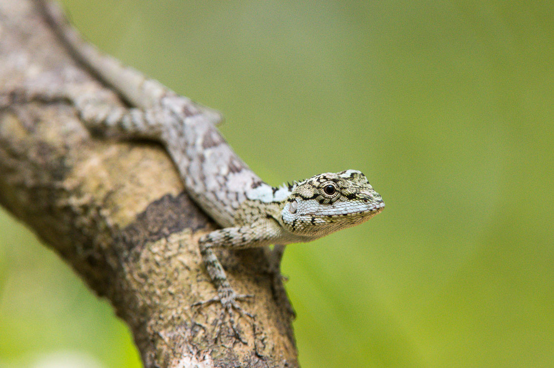 Painted-lip lizard, Calotes ceylonensis, an endemic lizard from Sri Lanka, Asia.  Nikon D4, 200-400mm, f/4.0, VR