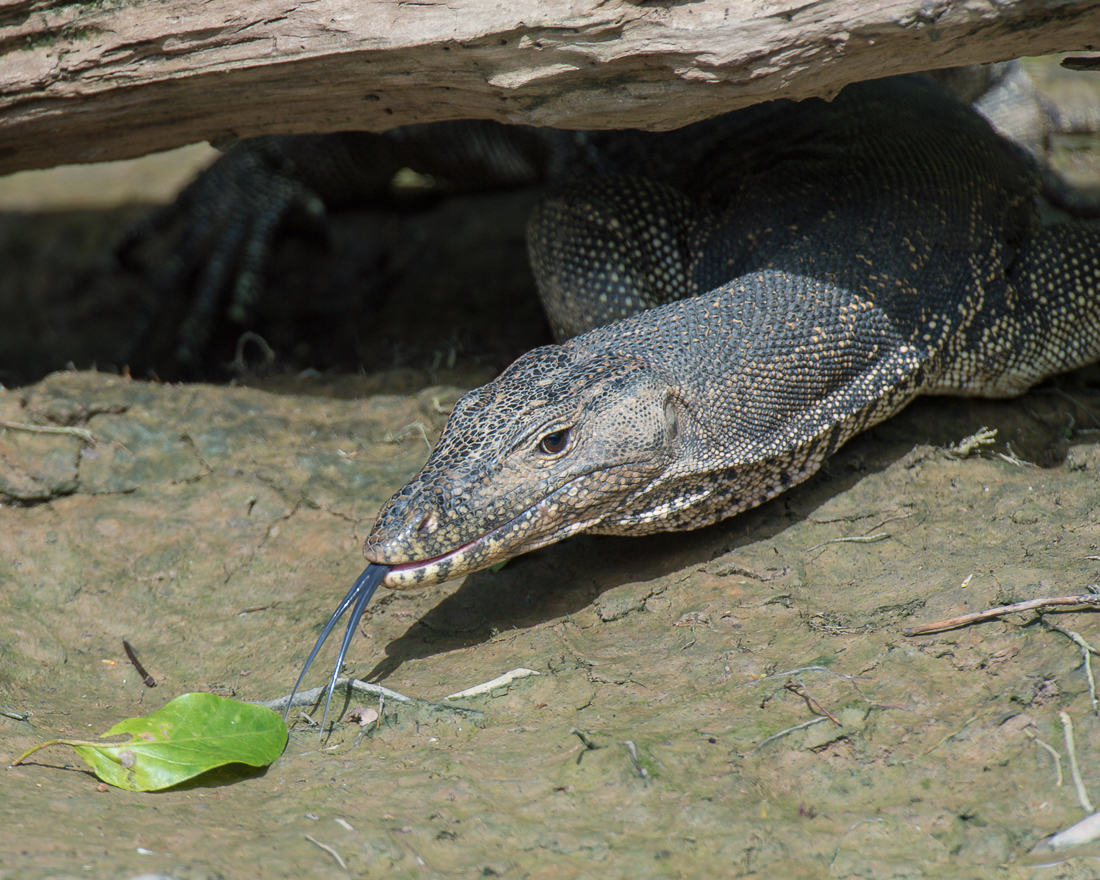 A roughneck monitor lizard, Varanus rudicollis, searching for food on the banks of the Kinabatangan river, rainforest of Sabah, Borneo, Malaysia, South East Asia.