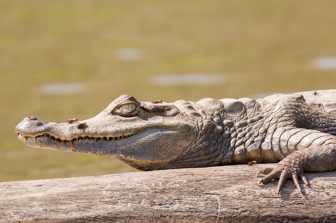 Spectacled caiman, Peru