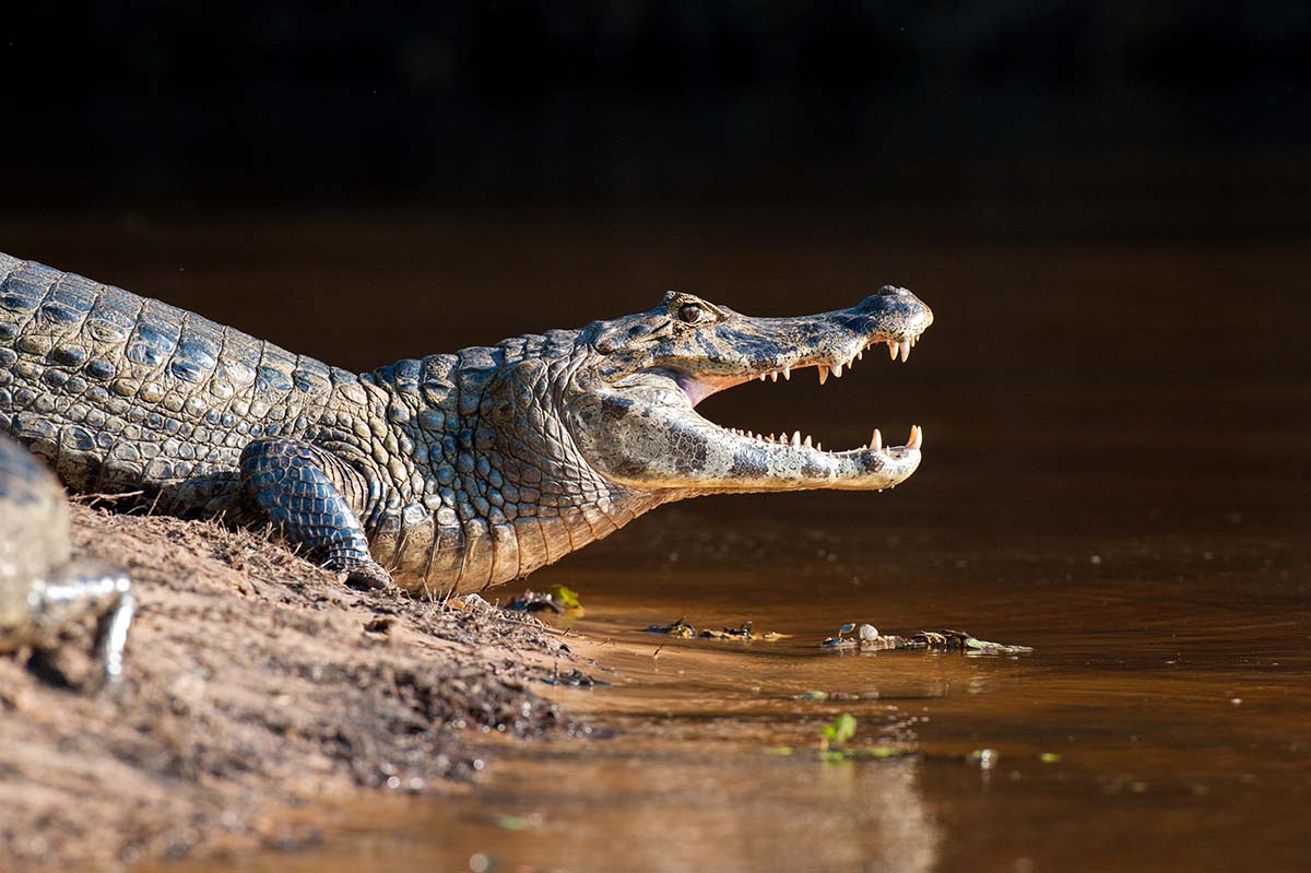 Spectacled_caiman_2009_0004.jpg