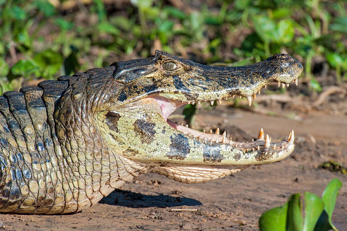 Spectacled_caiman_2009_0017.jpg