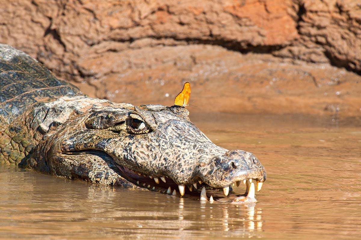 Spectacled_caiman_2009_0018.jpg