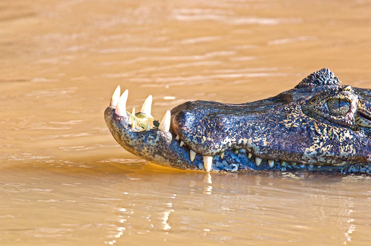 Spectacled_caiman_2009_0020.jpg