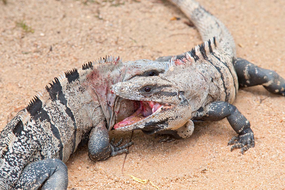 Spiny-tailed_iguana_2010_0002.jpg