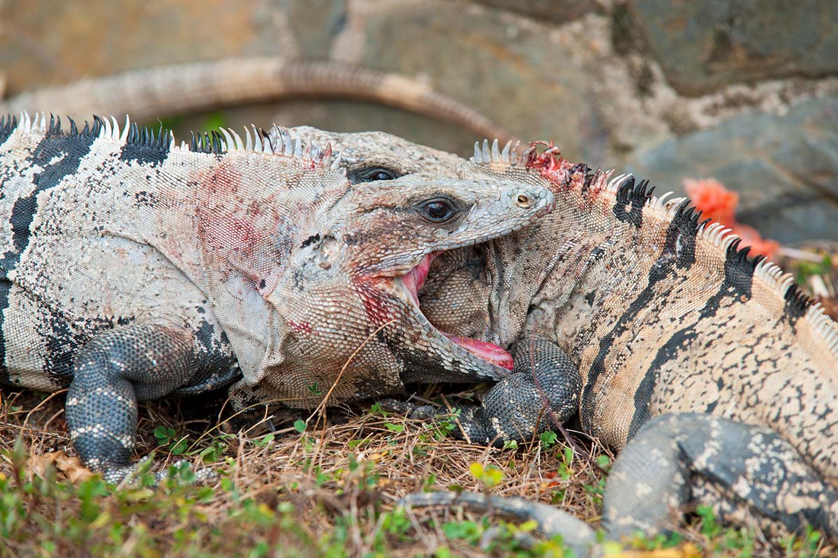 Spiny-tailed_iguana_2010_0003.jpg