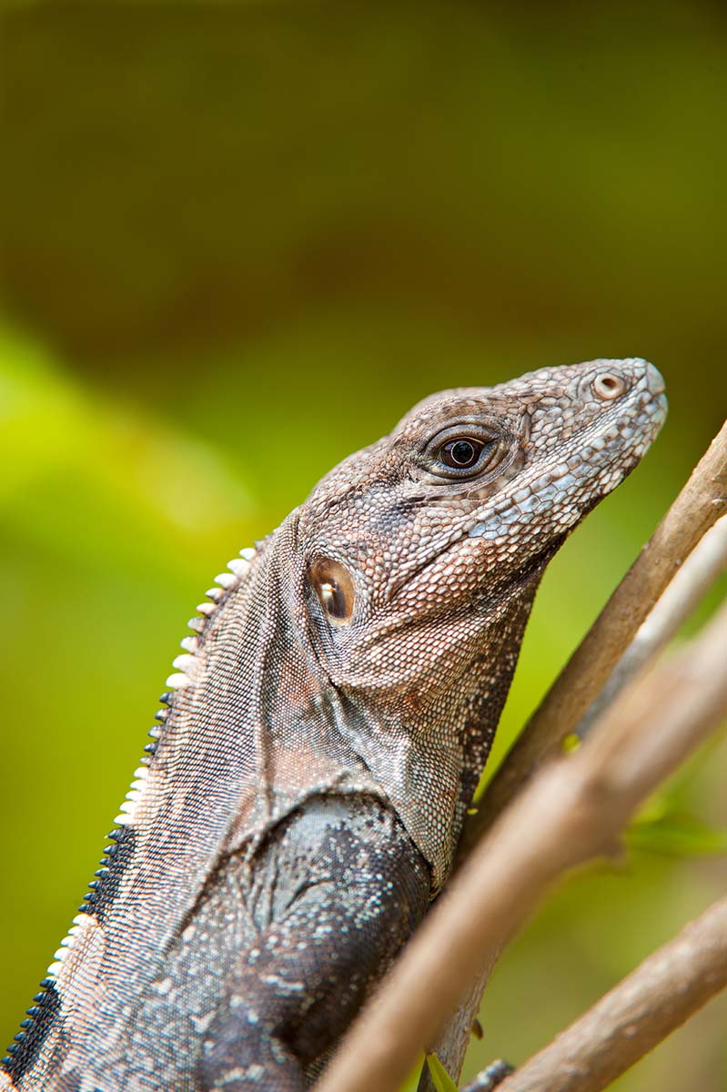 Spiny-tailed_iguana_2010_0004.jpg