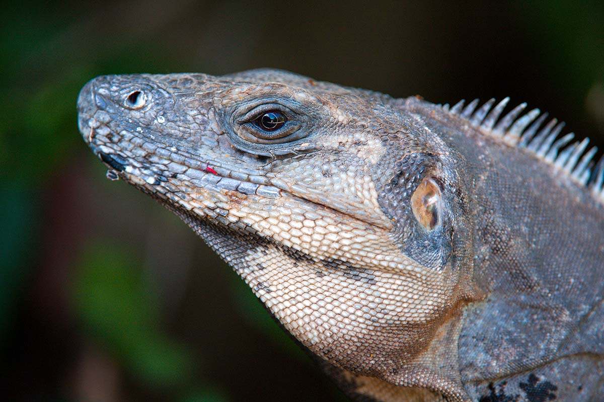 Spiny-tailed_iguana_2011_0003.jpg