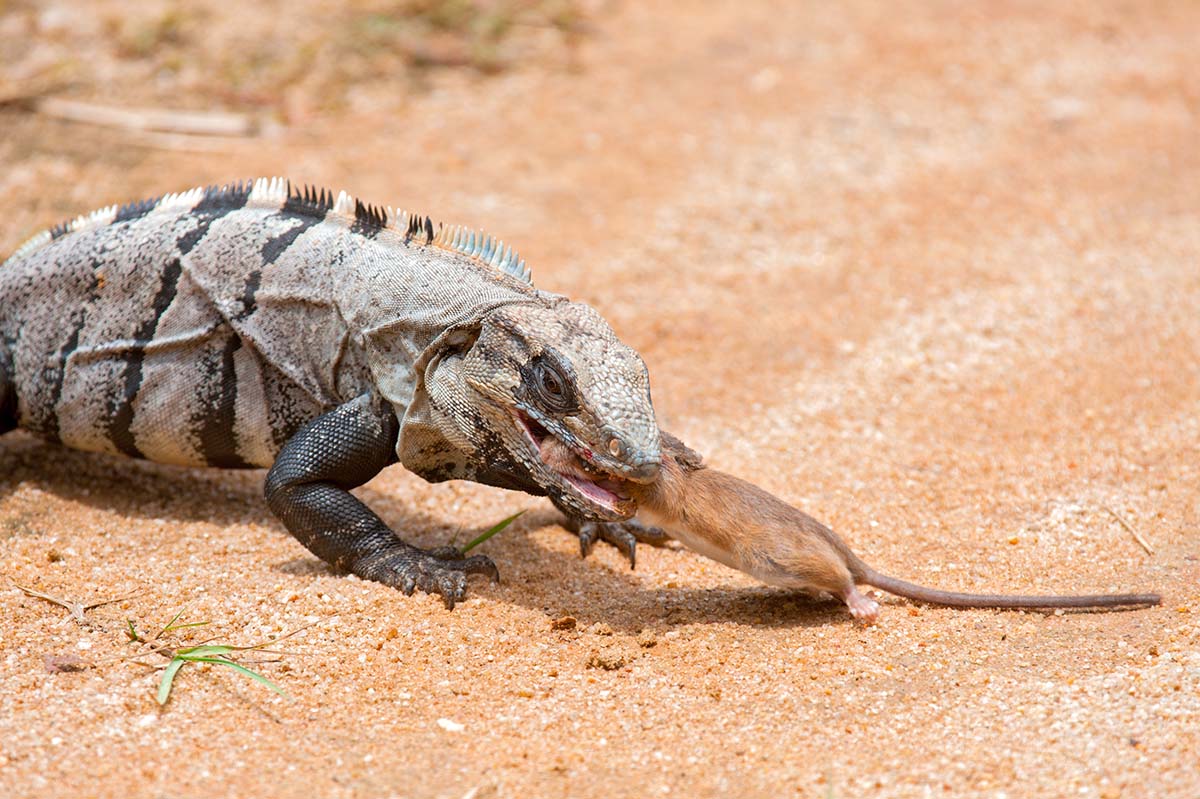 Spiny-tailed_iguana_2011_0006.jpg