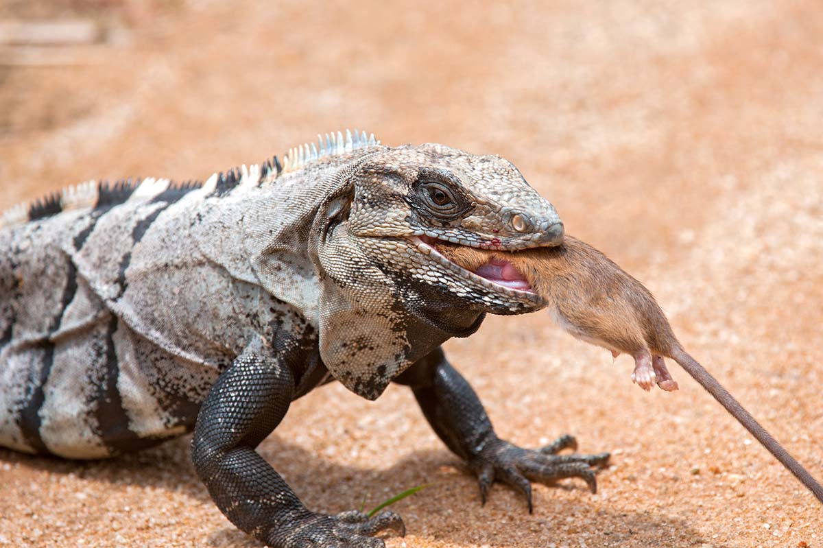 Spiny-tailed_iguana_2011_0008.jpg