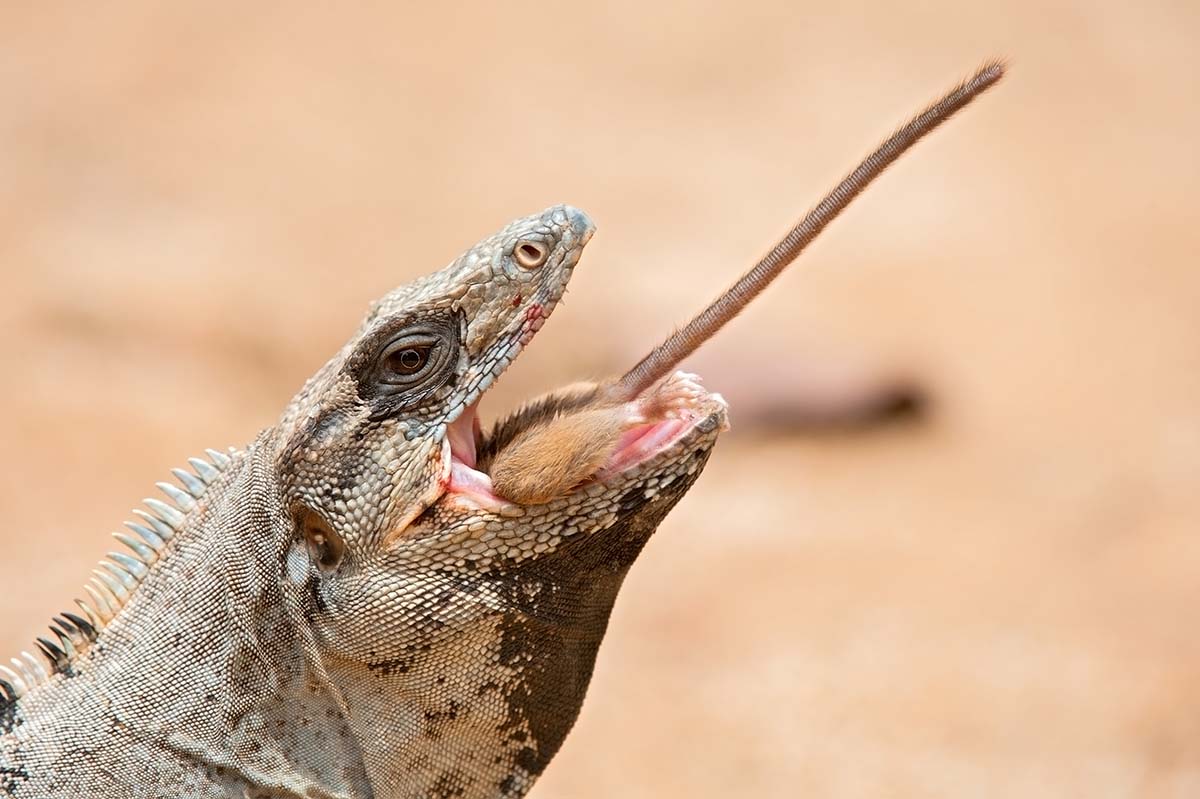 Spiny-tailed_iguana_2011_0014.jpg