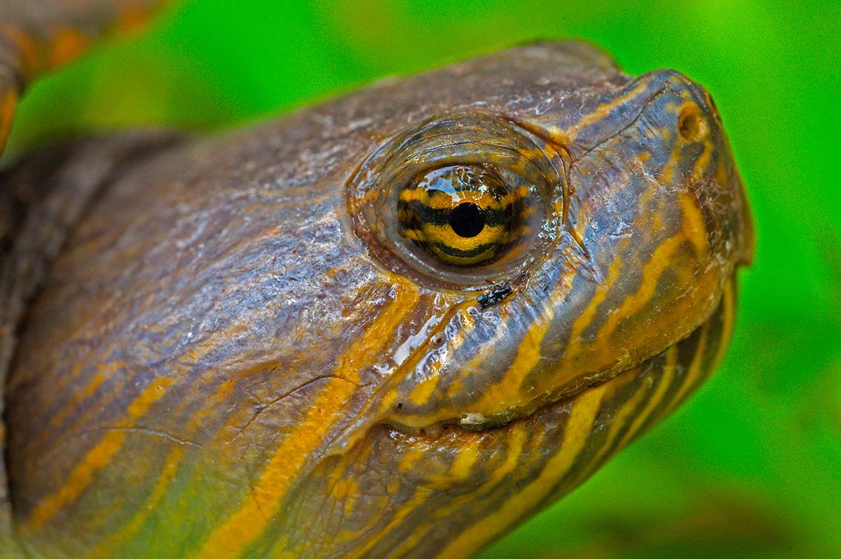 White_lipped_mud_turtle_2011_0001.jpg