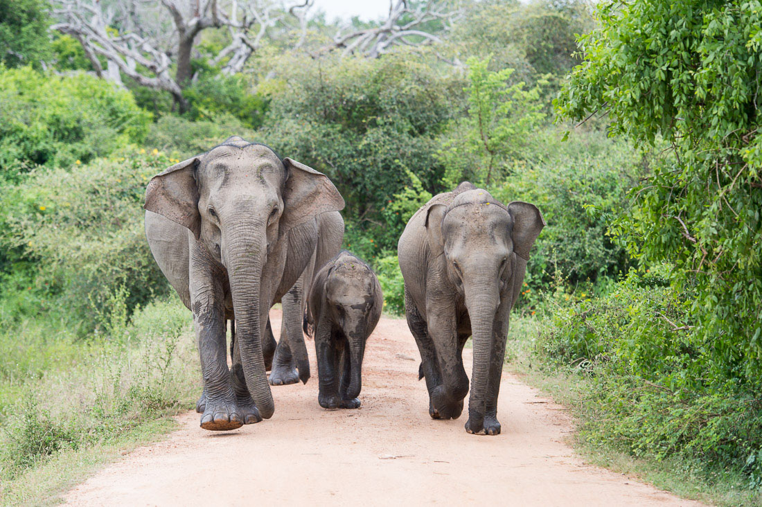 A matriarch Asian elephant, Elephas maximus, with a calf and two young ones. Yala National Park, Sri Lanka, Asia. Nikon D4, 70-200mm, f/2.8, VR II