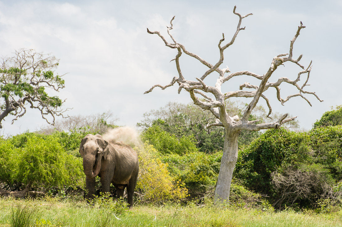 Large bull Asian elephant, Elephas maximus, blowing dust on his back to protect the skin from pests. Yala National Park, Sri Lanka, Asia. Nikon D4, 70-200mm, f/2.8, VR II