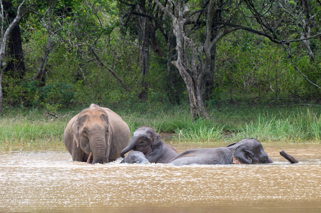 A matriarch Asian elephant, Elephas maximus, with two young, taking a bath. Yala National Park, Sri Lanka, Asia. Nikon D4, Sigma 300-800mm, f/5.6