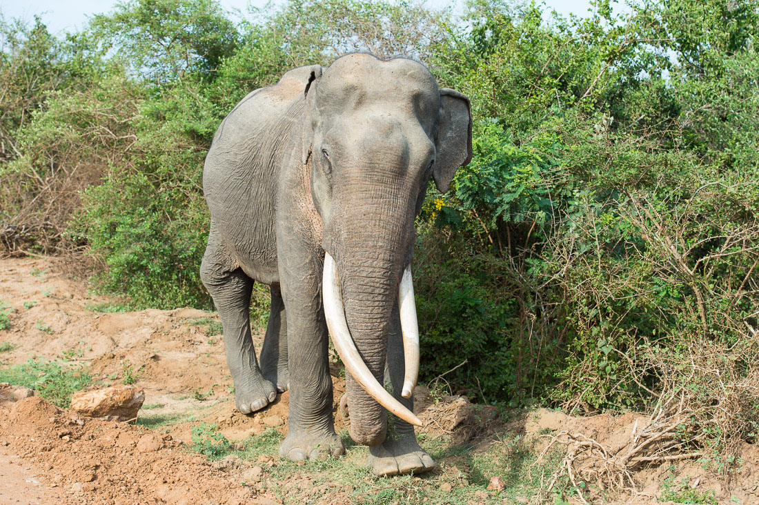 All African elephants of both sexes have tusks, but in Asia only a very low number of males  grow tasks, which are elongates incisors. A large mature bull Asian elephant, Elephas maximus, carrying long tusks at Yala National Park, Sri Lanka, Asia. Nikon D4, 70-200mm, f/2.8, VR II