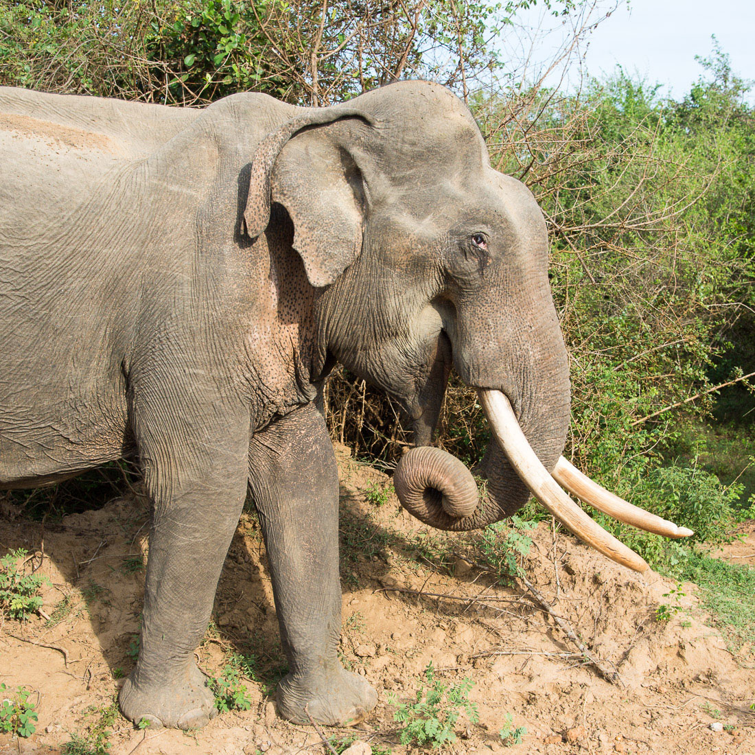 All African elephants of both sexes have tusks, but in Asia only a very low number of males  grow tasks, which are elongates incisors. A large mature bull Asian elephant, Elephas maximus, carrying long tusks at Yala National Park, Sri Lanka, Asia. Nikon D4, 24-120mm, f/4.0, VR