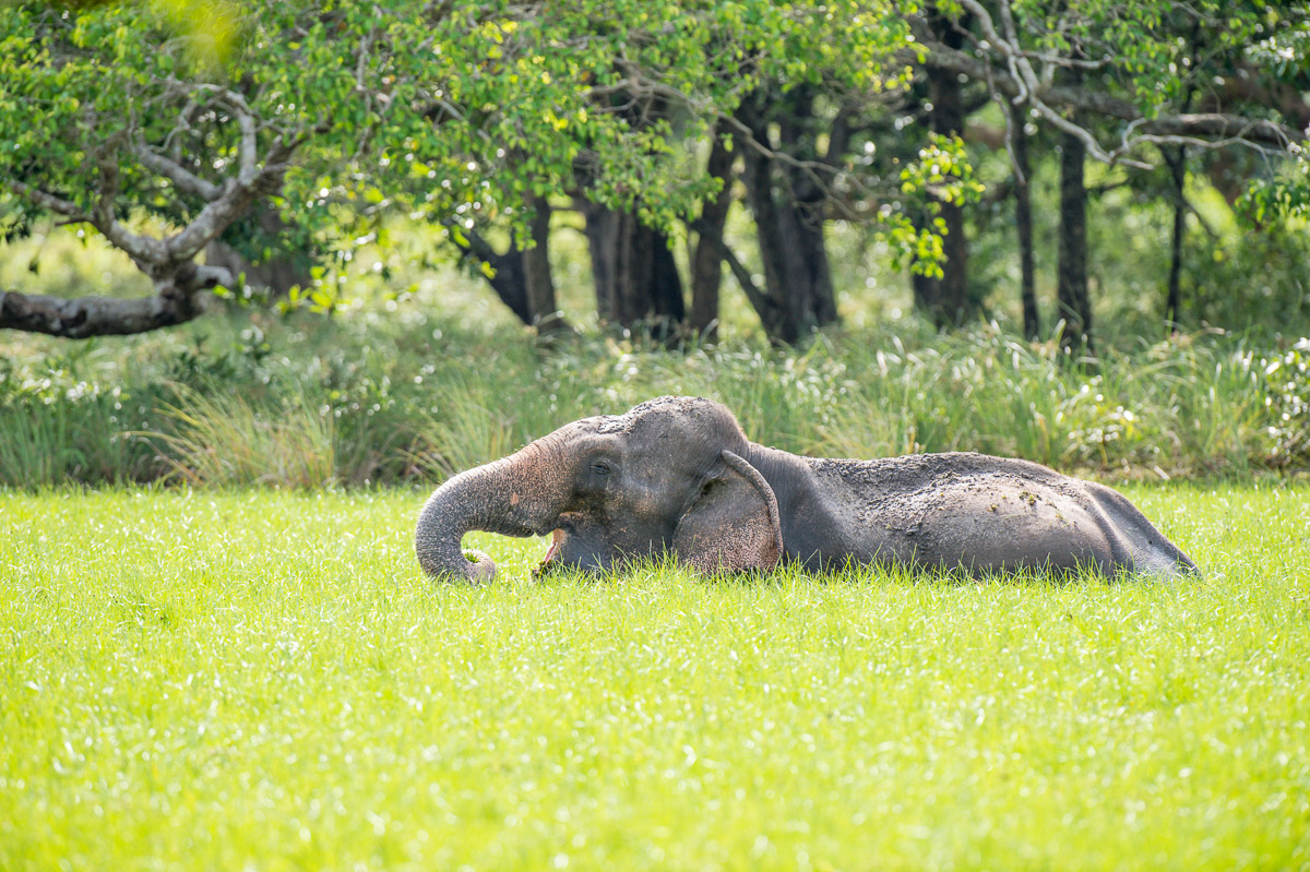 Large bull Asian elephant, Elephas maximus, getting plenty of food in a deep wetland. Wilpattu National Park. Sri Lanka, Asia. Nikon D4, 500mm, f/4.0