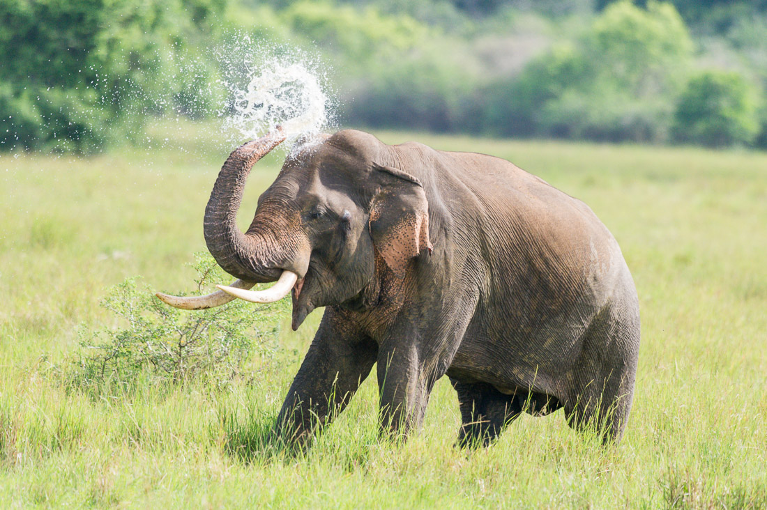 All African elephants of both sexes have tusks, but in Asia only a very low number of males  grow tasks, which are elongates incisors. A large mature bull Asian elephant, Elephas maximus, carrying long tusks taking a refreshing shower at Wilpattu National Park, Sri Lanka, Asia. Nikon D4, Sigma 300-800mm, f/5.6