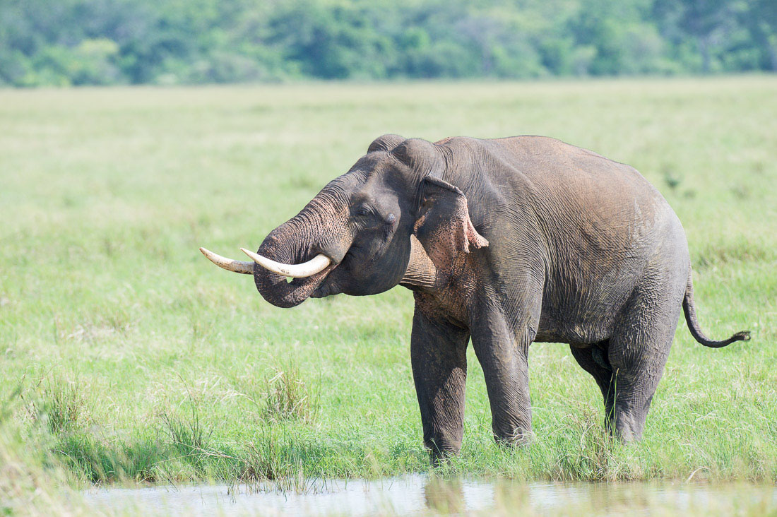 All African elephants of both sexes have tusks, but in Asia only a very low number of males  grow tasks, which are elongates incisors. A large mature bull Asian elephant, Elephas maximus, carrying long tusks drinking water at Wilpattu National Park, Sri Lanka, Asia. Nikon D4, 500mm, f/4.0