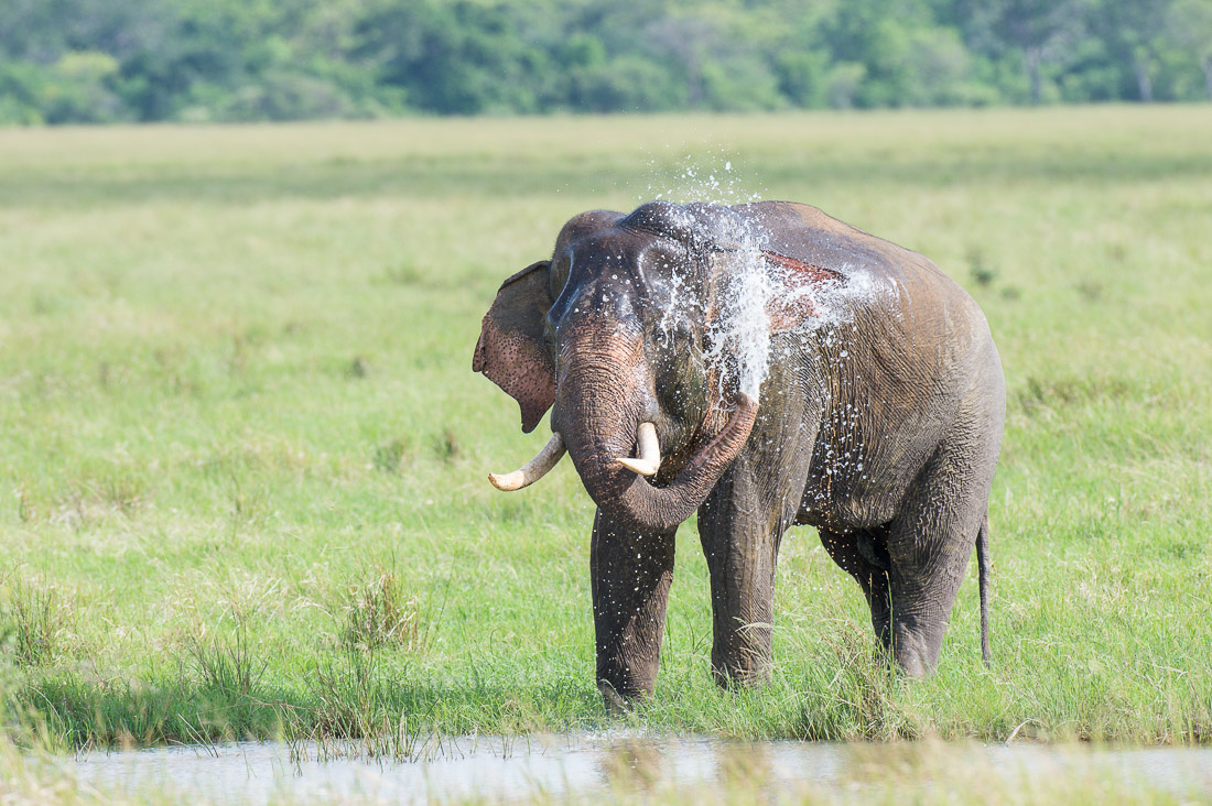 All African elephants of both sexes have tusks, but in Asia only a very low number of males  grow tasks, which are elongates incisors. A large mature bull Asian elephant, Elephas maximus, carrying long tusks taking a refreshing shower at Wilpattu National Park, Sri Lanka, Asia. Nikon D4, 500mm, f/4.0