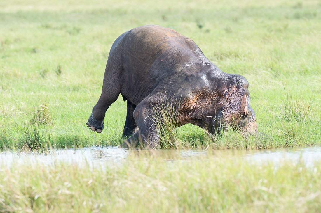 All African elephants of both sexes have tusks, but in Asia only a very low number of males  grow tasks, which are elongates incisors. A large mature bull Asian elephant, Elephas maximus, cought while sinking his tusks in the mud to clean them. Wilpattu National Park, Sri Lanka, Asia. Nikon D4, 500mm, f/4.0