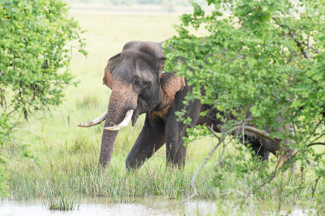 All African elephants of both sexes have tusks, but in Asia only a very low number of males  grow tasks, which are elongates incisors. A large mature bull Asian elephant, Elephas maximus, in Wilpattu National Park, Sri Lanka, Asia. Nikon D4, 500mm, f/4.0