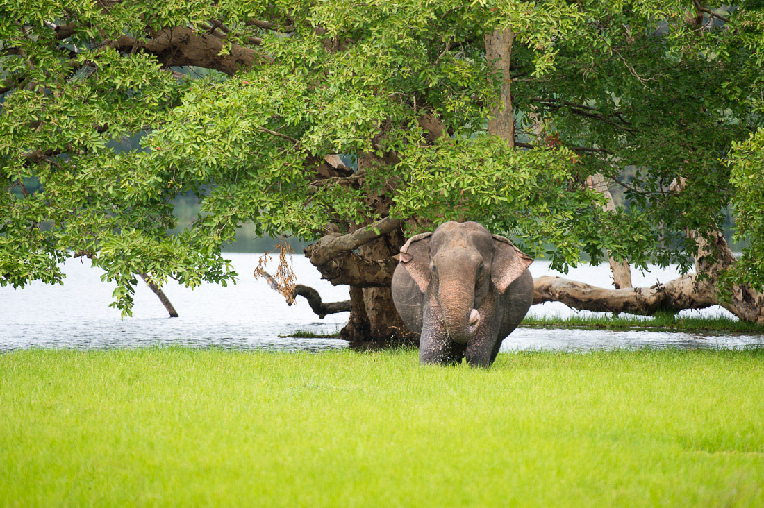 Large bull Asian elephant, Elephas maximus, getting plenty of food on the banks of a lake. Wilpattu National Park. Sri Lanka, Asia. Nikon D4, 200-400mm, f/4.0, VR