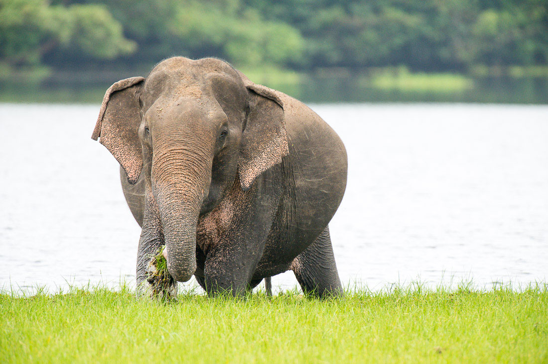 Large bull Asian elephant, Elephas maximus, getting plenty of food on the banks of a lake. Wilpattu National Park. Sri Lanka, Asia. Nikon D4, 500mm, f/4.0, TC-14 E II