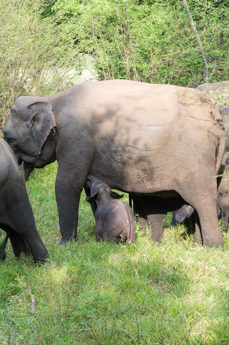 Very young calf Asian elephant, Elephas maximus, sucking milk from his mother. Minneriya National Park, Sri Lanka, Asia. Nikon D4, 24-120mm, f/4.0, VR