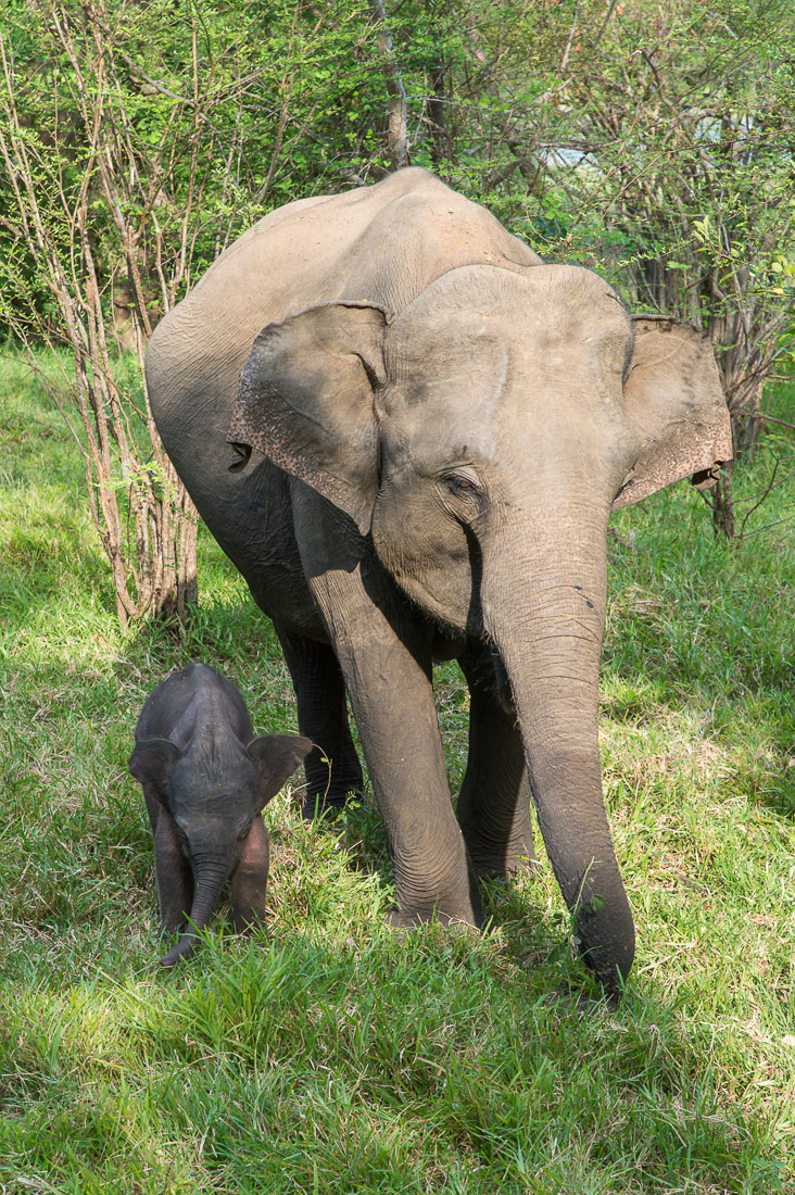 Very young calf Asian elephant, Elephas maximus, walking along side his mother. Minneriya National Park, Sri Lanka, Asia. Nikon D4, 24-120mm, f/4.0, VR