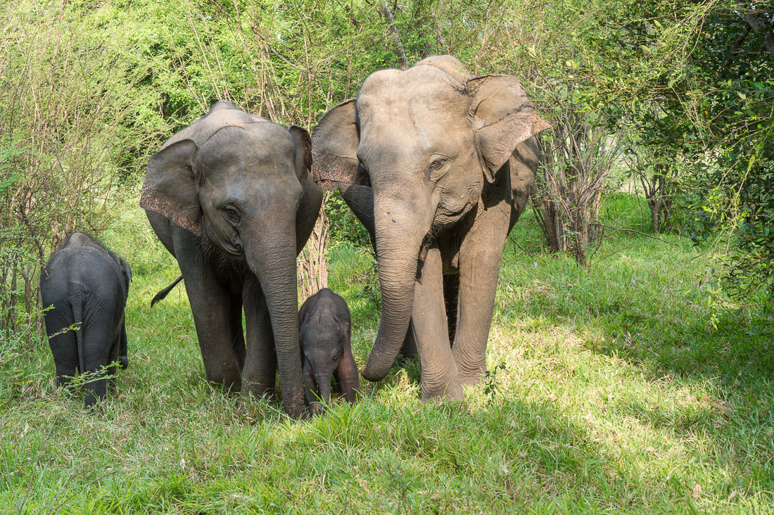 Very young calf Asian elephant, Elephas maximus, safely walking between her mother and other female. Minneriya National Park, Sri Lanka, Asia. Nikon D4, 24-120mm, f/4.0, VR