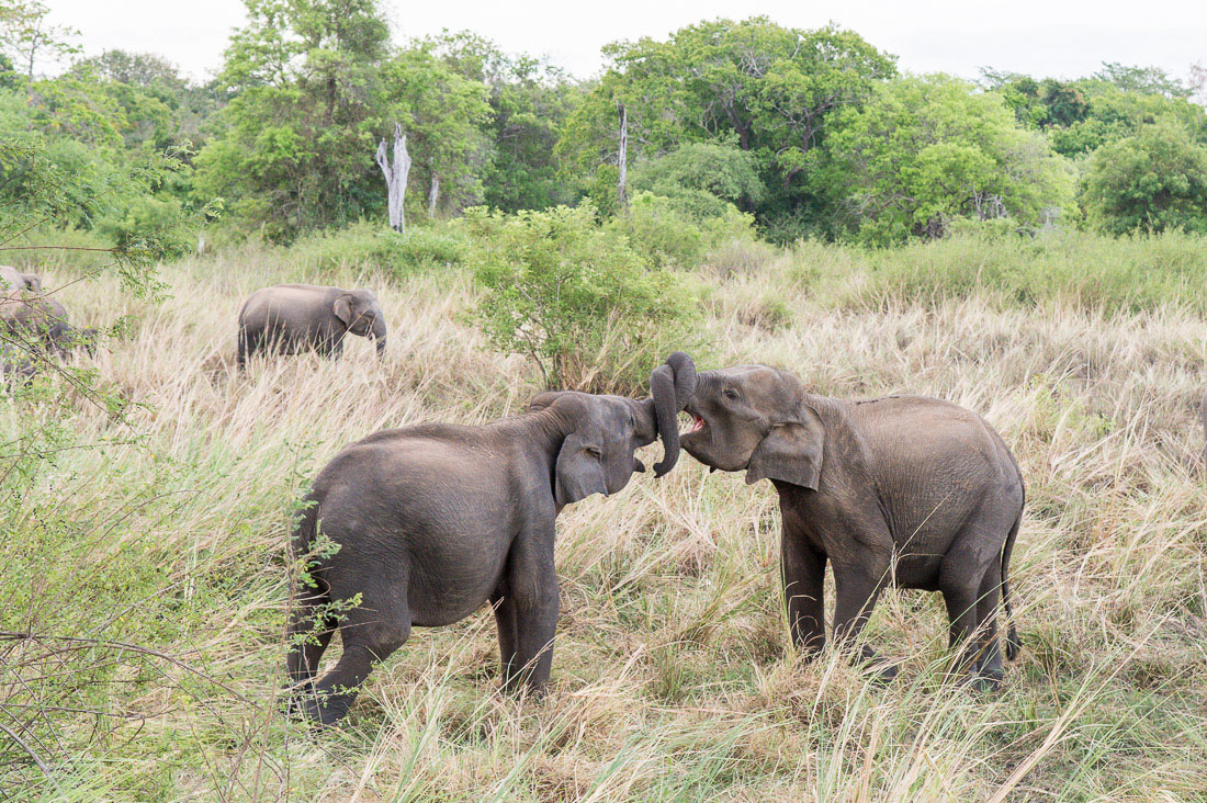 Two young playful Asian elephants, Elephas maximus, in a friendly skirmish at Minneriya National Park, Sri Lanka, Asia. Nikon D4, 24-120mm, f/4.0, VR