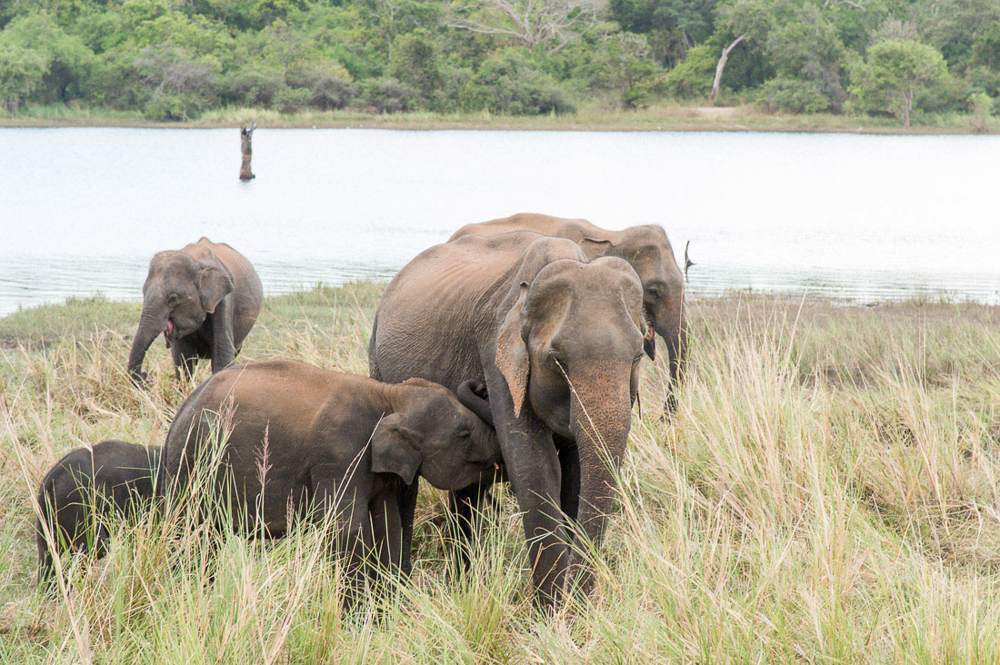 Young calf Asian elephant, Elephas maximus, sucking milk from his mother. Minneriya National Park, Sri Lanka, Asia. Nikon D4, 24-120mm, f/4.0, VR