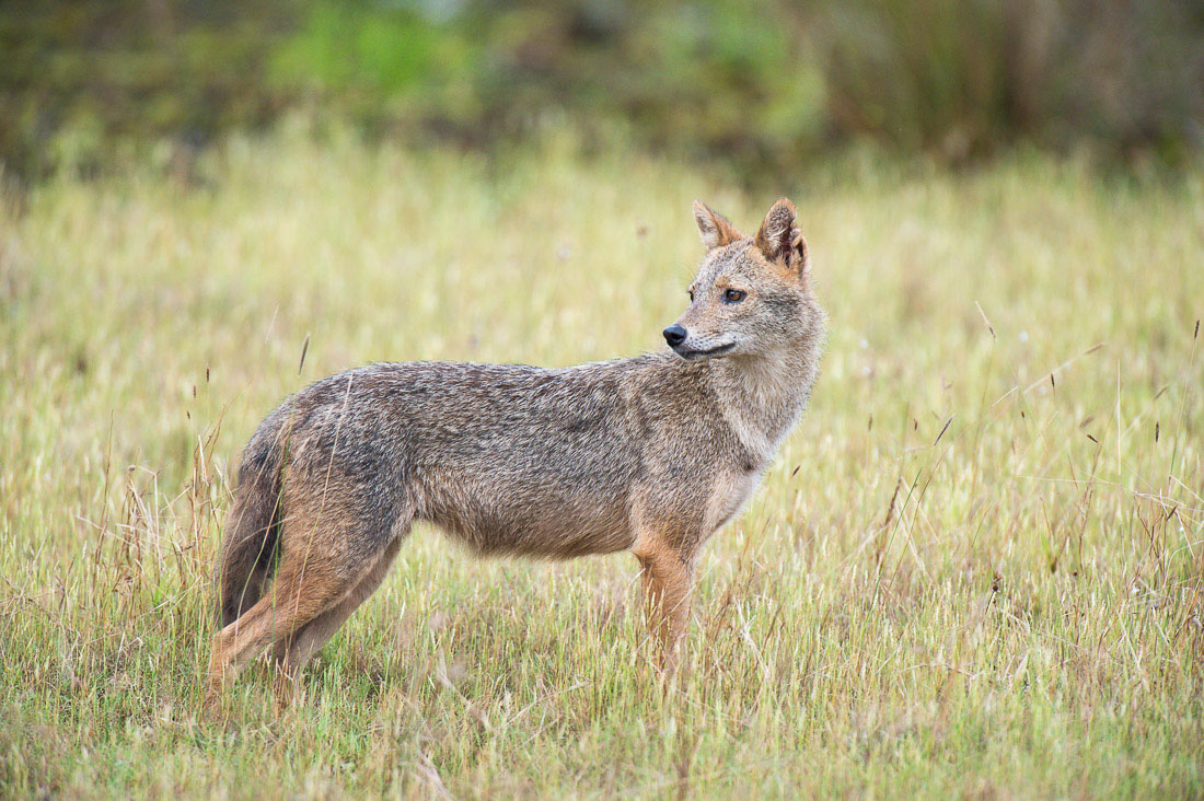 A golden-backed jackals, Canes aureus, at Wilpattu National Park, Sri Lanka, Asia. Nikon D4, 500mm, f/4.0