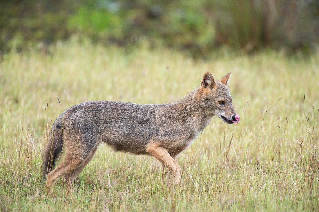 A golden-backed jackals, Canes aureus, leaking his nose, at Wilpattu National Park, Sri Lanka, Asia. Nikon D4, 500mm, f/4.0