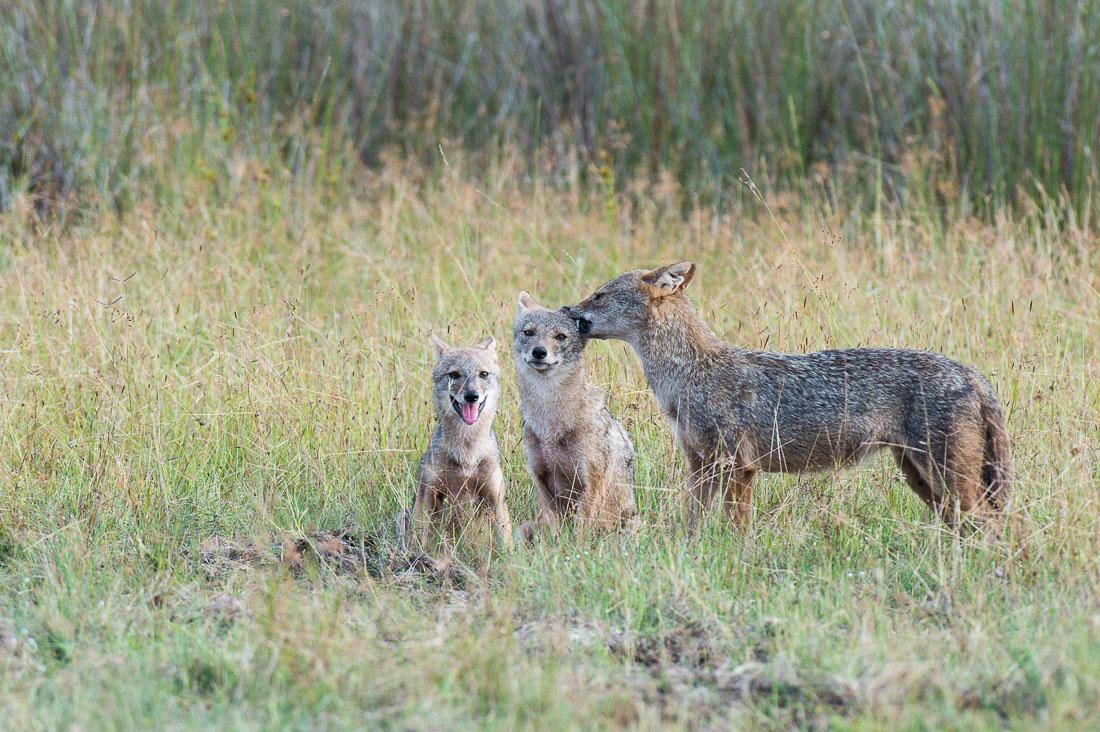 A golden-backed jackals, Canes aureus, mother grooming one cub at Wilpattu National Park, Sri Lanka, Asia. Nikon D4, 500mm, f/4.0