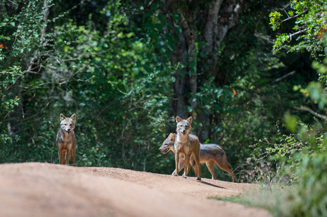 Three golden-backed jackals, Canes aureus, at Yala National Park, Sri Lanka, Asia. Nikon D4, 500mm, f/4.0