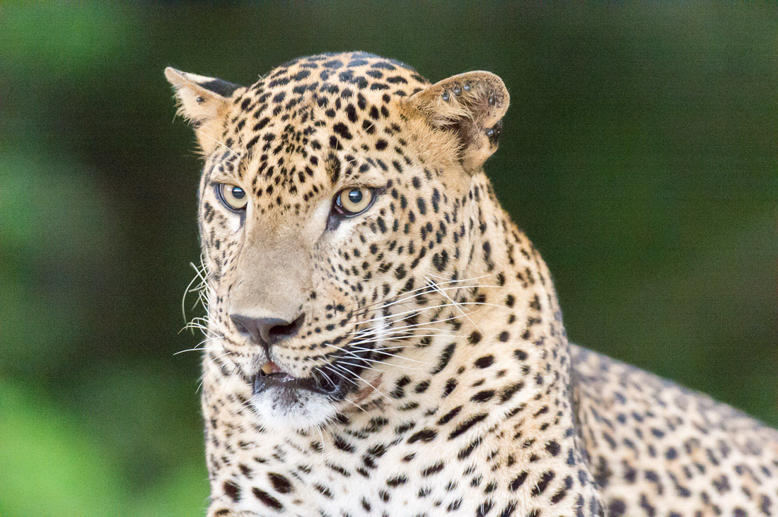 The 'king' of Yala National Park, the majestic leopard, Panthera pardus kotiya. Sri Lanka, Asia. Nikon D4, 500mm, f/4.0