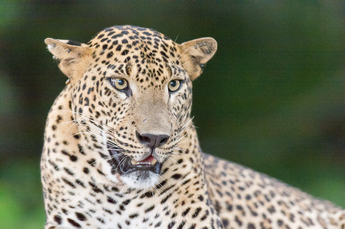 The 'king' of Yala National Park, the majestic leopard, Panthera pardus kotiya. Sri Lanka, Asia. Nikon D4, 500mm, f/4.0