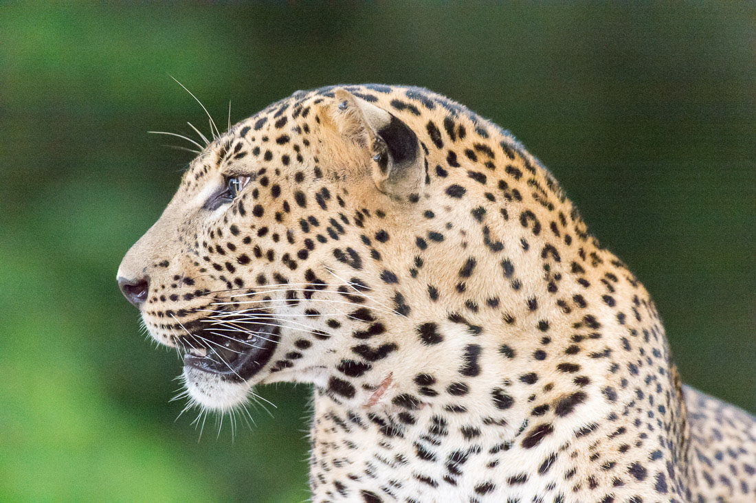 The 'king' of Yala National Park, the majestic leopard, Panthera pardus kotiya. Sri Lanka, Asia. Nikon D4, 500mm, f/4.0